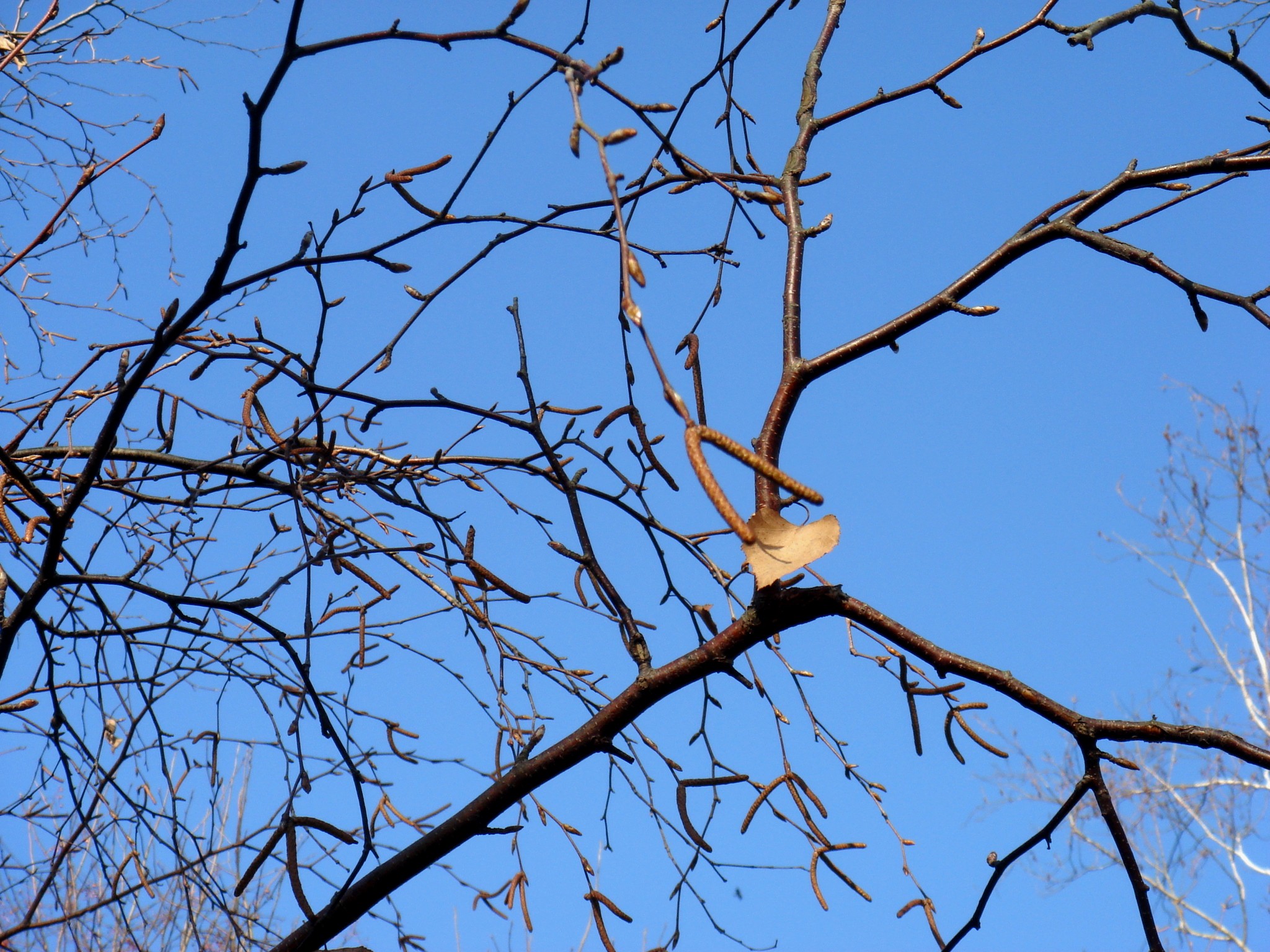 Betula platyphylla Sukaczev